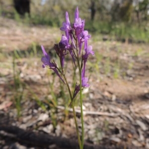 Linaria pelisseriana at Conder, ACT - 3 Nov 2020