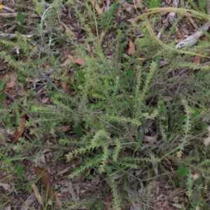 Acacia gunnii at Googong, NSW - 28 Nov 2020 09:57 AM