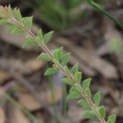 Acacia gunnii at Googong, NSW - 28 Nov 2020 09:57 AM