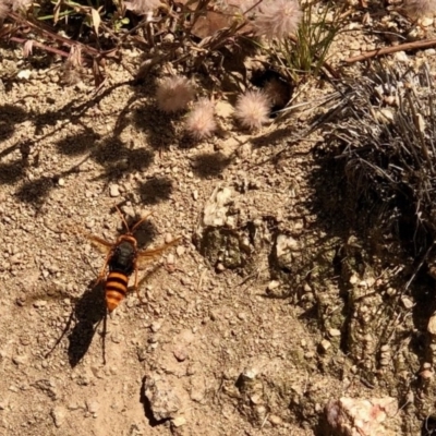 Crabroninae (subfamily) (Unidentified solitary wasp) at Booth, ACT - 9 Dec 2020 by KMcCue