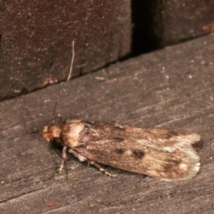 Barea (genus) at Melba, ACT - 15 Nov 2020