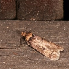 Barea (genus) at Melba, ACT - 15 Nov 2020 09:25 PM