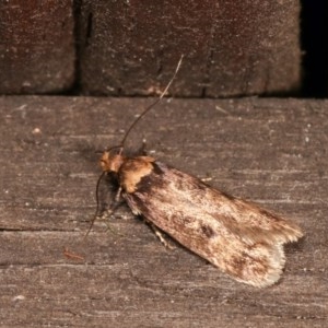 Barea (genus) at Melba, ACT - 15 Nov 2020