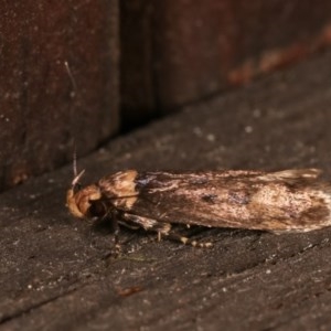 Barea (genus) at Melba, ACT - 15 Nov 2020