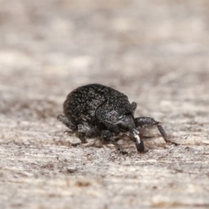 Curculionidae (family) at Melba, ACT - 15 Nov 2020