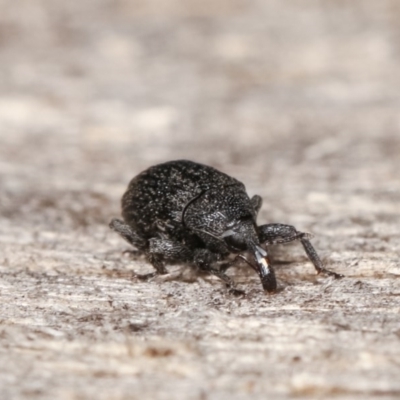 Curculionidae (family) (Unidentified weevil) at Melba, ACT - 15 Nov 2020 by kasiaaus