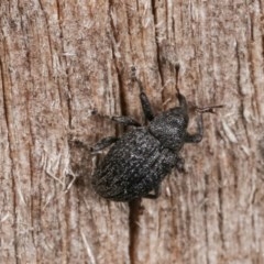 Curculionidae (family) at Melba, ACT - 15 Nov 2020