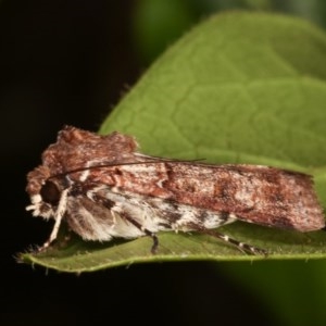 Agrotis porphyricollis at Melba, ACT - 15 Nov 2020