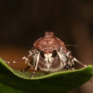 Agrotis porphyricollis at Melba, ACT - 15 Nov 2020