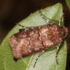 Agrotis porphyricollis at Melba, ACT - 15 Nov 2020