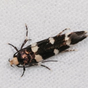 Limnaecia chionospila at Melba, ACT - 15 Nov 2020