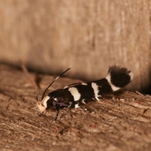 Limnaecia chionospila at Melba, ACT - 15 Nov 2020