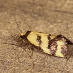 Olbonoma triptycha at Melba, ACT - 15 Nov 2020 09:32 PM