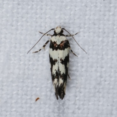 Cosmopterigidae (family) (Unidentified Cosmopterigid moth) at Melba, ACT - 15 Nov 2020 by kasiaaus