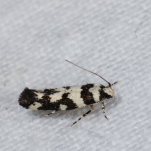 Cosmopterigidae (family) at Melba, ACT - 15 Nov 2020