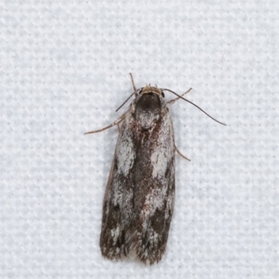 Phylomictis maligna (A Stenomatinae moth) at Melba, ACT - 15 Nov 2020 by kasiaaus