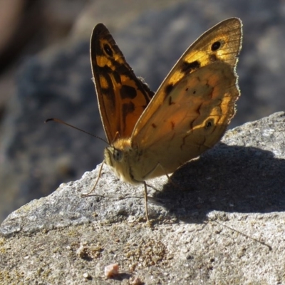 Heteronympha merope (Common Brown Butterfly) at Kambah Pool - 9 Dec 2020 by SandraH