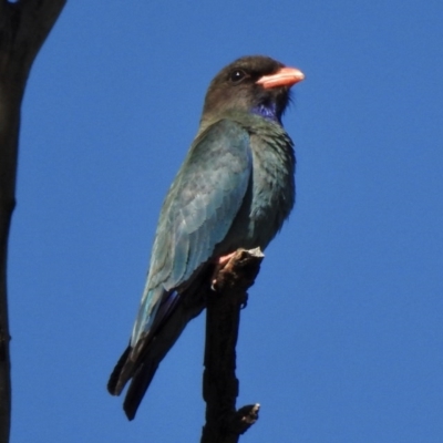 Eurystomus orientalis (Dollarbird) at Paddys River, ACT - 9 Dec 2020 by KMcCue