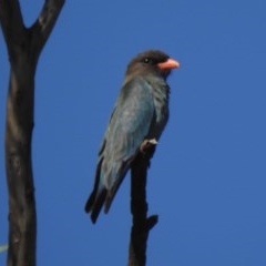 Eurystomus orientalis at Paddys River, ACT - 9 Dec 2020