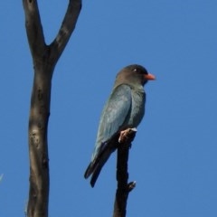 Eurystomus orientalis at Paddys River, ACT - 9 Dec 2020