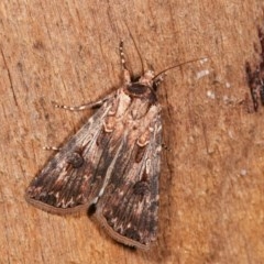 Agrotis munda (Brown Cutworm) at Melba, ACT - 15 Nov 2020 by kasiaaus