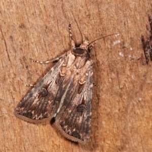 Agrotis munda at Melba, ACT - 15 Nov 2020