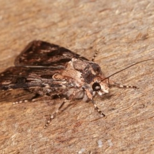 Agrotis munda at Melba, ACT - 15 Nov 2020