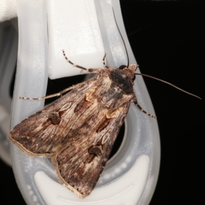 Agrotis munda (Brown Cutworm) at Melba, ACT - 15 Nov 2020 by kasiaaus