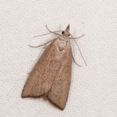 Callionyma sarcodes (A Galleriinae moth) at Melba, ACT - 15 Nov 2020 by kasiaaus