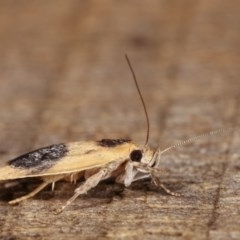 Garrha ocellifera at Melba, ACT - 15 Nov 2020 11:00 PM