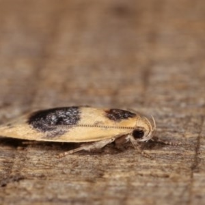 Garrha ocellifera at Melba, ACT - 15 Nov 2020 11:00 PM