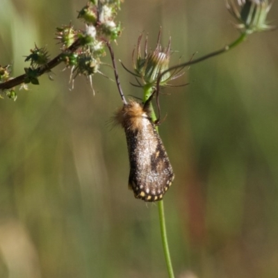 Epicoma contristis (Yellow-spotted Epicoma Moth) at Jerrabomberra, ACT - 10 Dec 2020 by ebristow