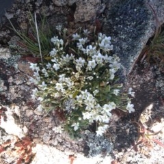 Montia australasica (White Purslane) at Cotter River, ACT - 9 Dec 2020 by Greggy