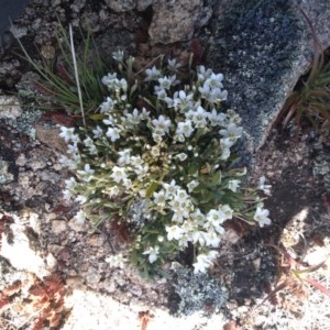 Montia australasica at Cotter River, ACT - 9 Dec 2020