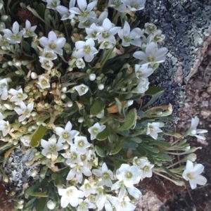 Montia australasica at Cotter River, ACT - 9 Dec 2020