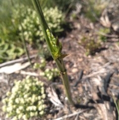 Prasophyllum sp. (A Leek Orchid) at Yaouk, NSW - 8 Dec 2020 by Greggy