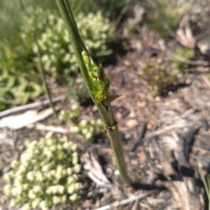 Prasophyllum sp. at Yaouk, NSW - suppressed