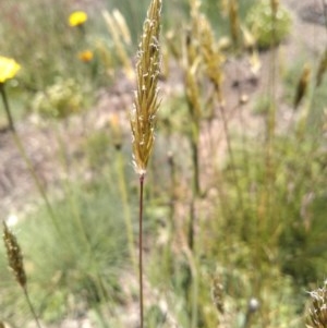 Anthoxanthum odoratum at Yaouk, NSW - 9 Dec 2020