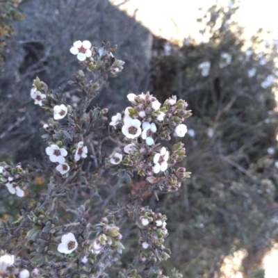 Gaudium namadgiense (Namadgi Tea-tree) at Yaouk, NSW - 8 Dec 2020 by Greggy