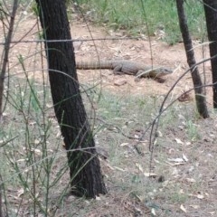 Varanus rosenbergi at Watson, ACT - 10 Dec 2020