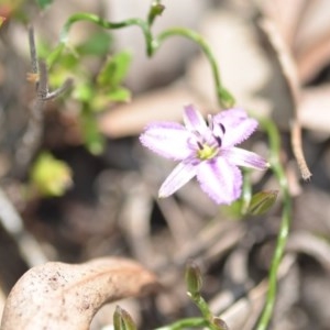 Thysanotus patersonii at Wamboin, NSW - 1 Oct 2020