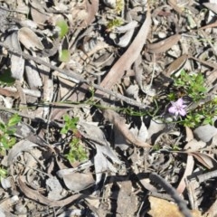 Thysanotus patersonii at Wamboin, NSW - 1 Oct 2020