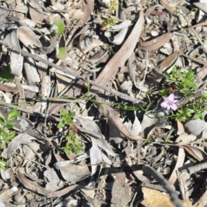 Thysanotus patersonii at Wamboin, NSW - 1 Oct 2020