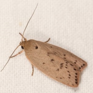 Heliocausta undescribed species at Melba, ACT - 15 Nov 2020