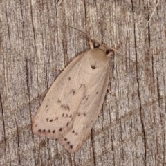 Heliocausta undescribed species at Melba, ACT - 15 Nov 2020