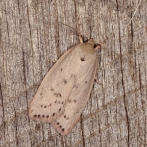 Heliocausta undescribed species at Melba, ACT - 15 Nov 2020 11:01 PM