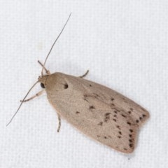 Heliocausta undescribed species at Melba, ACT - 15 Nov 2020