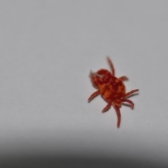 Trombidiidae (family) (Red velvet mite) at Wamboin, NSW - 7 Oct 2020 by natureguy