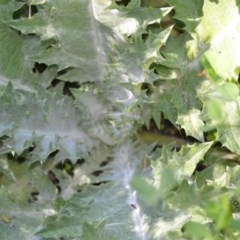 Onopordum acanthium (Scotch Thistle) at Wamboin, NSW - 9 Oct 2020 by natureguy