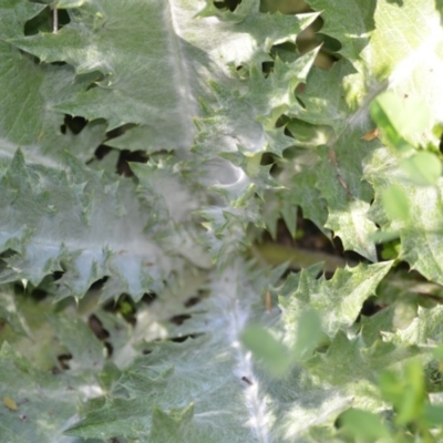 Onopordum acanthium (Scotch Thistle) at Wamboin, NSW - 9 Oct 2020 by natureguy